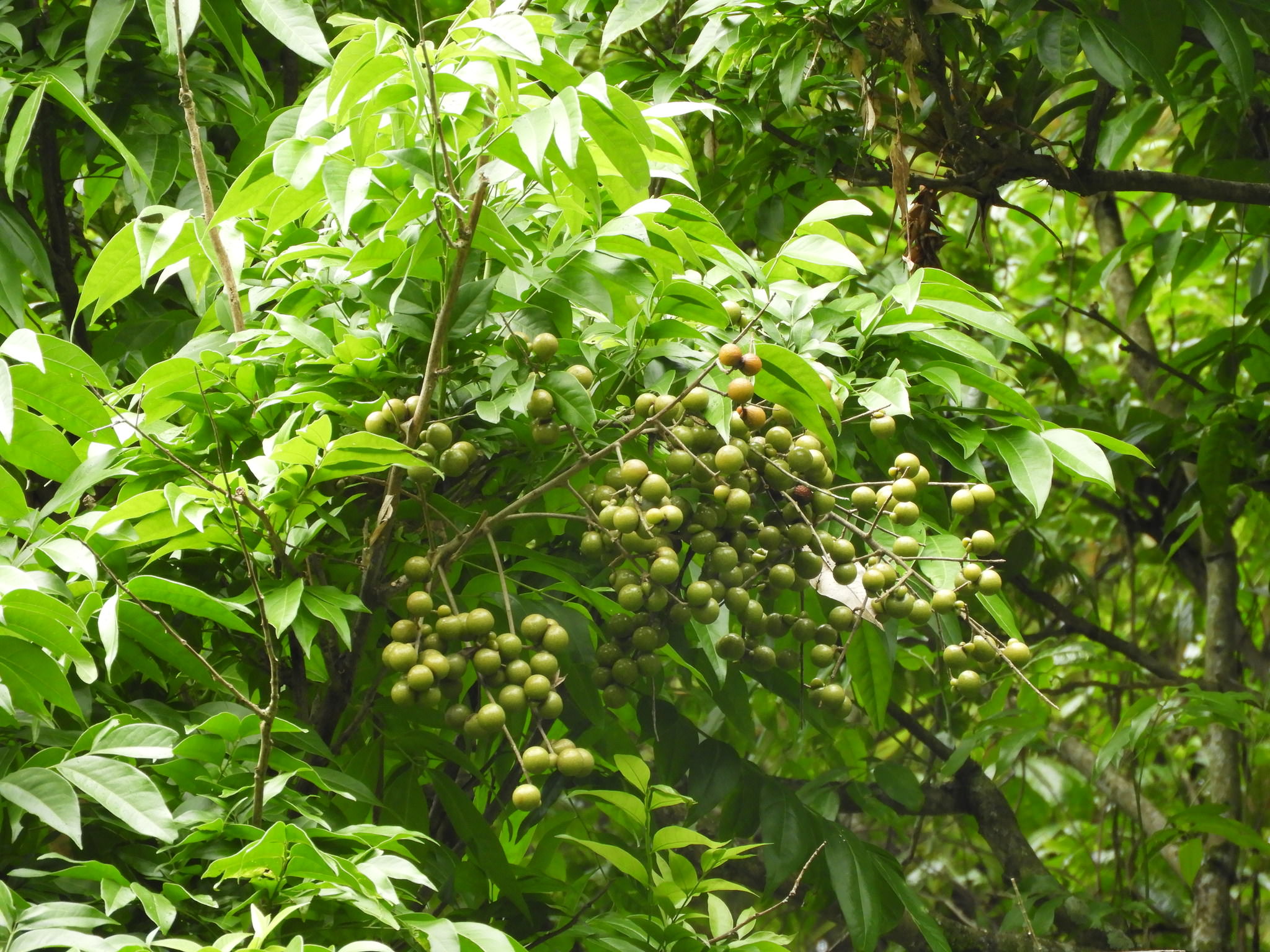 Sapindus saponaria 